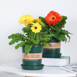 非洲菊盆栽室内花卉植物客厅办公室观赏绿植带花发货好养易活