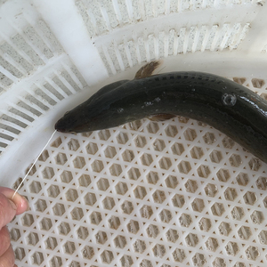 淡水野生鳗鱼河鳗鲜活野外白鳝鱼钱塘江鳗苗溪鳗新鲜现杀活体发货