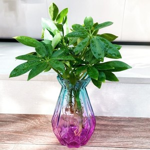 七叶莲水培盆栽家里植物水养招财树适合懒人养的客厅旺宅绿植好养