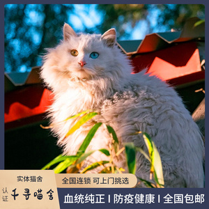 山东临清狮子猫故宫御猫异瞳鸳鸯眼蓝眼睛幼崽纯白仙女猫活体幼猫