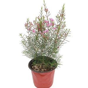 进口澳洲腊梅盆栽澳梅阳台多年生观花植物风蜡花淘金彩梅花3颜色