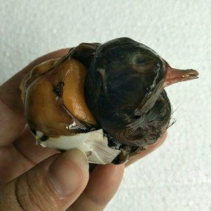 毛鸭蛋鸭胚蛋活珠子