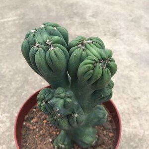 稀有紫云罗汉山影仙人掌系列多肉植物室内防辐射仙人球盆栽