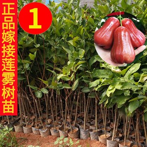 黑金刚连雾苗 当年结果 四季台湾莲雾苗树苗盆栽水果苗 南方品种