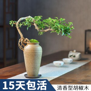山水盆景清香木