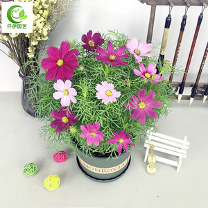 波斯菊花盆栽带花苞雏菊太阳花苗阳台窗台四季花苗庭院子开花植物