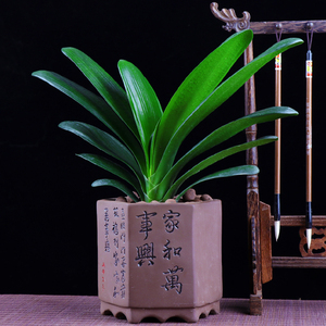 君子兰花小苗