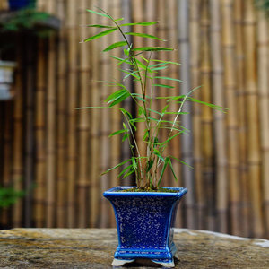 小玉山竹四季常绿植物四川油竹小型竹盆景竹子盆栽