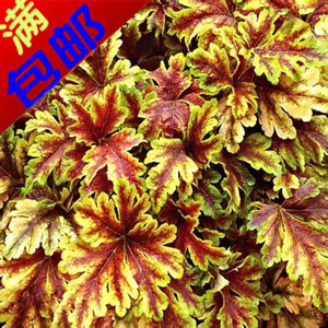 矾根黄金斑马|四季花卉|多年生盆栽植物|变色观叶盆景