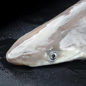 新鲜小鲨鱼深海捕捞鱼非白鲨鱼肉鲜活海捕冷冻海鲜水产整条鱼礼盒