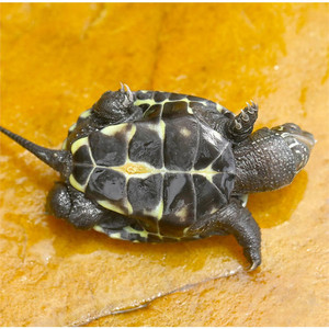 水龟深水 淡水墨龟全黑水陆两栖宠物乌龟活物稀有家养观赏龟简单