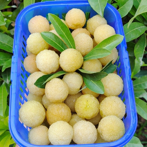 仙居水晶杨梅白杨梅鲜果好吃现摘现发东魁大杨梅当季新鲜水果礼盒