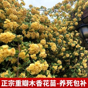 重瓣黄木香花苗爬藤植物庭院阳台盆栽红蔷薇大苗藤本花卉浓香四季