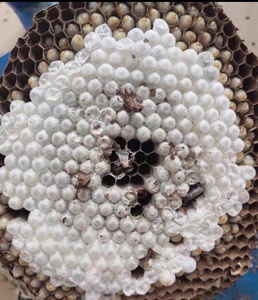 中蜂王野生土蜂种王活体湖南高产仓蜂王产卵王老王顺丰包邮