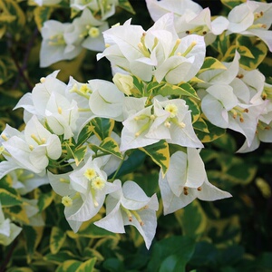 三角梅金边白银边白◆定制◆庭院阳台花卉适合垂吊拱门花架