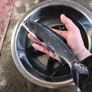 syb88_邵淘宝青鱼苗螺蛳青鱼苗螺丝青鱼苗乌青黑皖乌皖四大家鱼苗