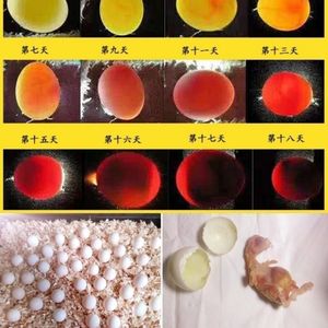 牡丹鹦鹉受精蛋