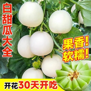 冰糖大白沙蜜甜瓜种籽日本冰糖子香瓜蔬菜种子四季羊角蜜种孑大全