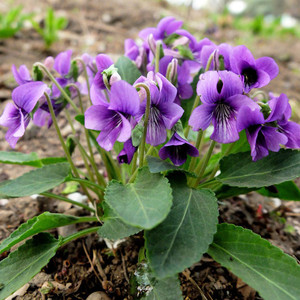 紫花地丁种子四季播种开花易种活的阳台盆栽绿植庭院花籽花卉种孑