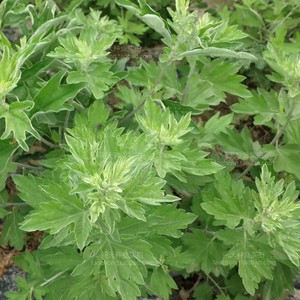 艾草种子食用药用驱蚊草艾叶种籽野生大小叶艾蒿青蒿种植四季驱蚊