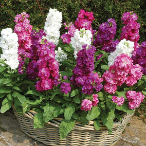 紫罗兰花种子阳台庭院室外盆栽花卉易种植绿化花籽一年四季都开花