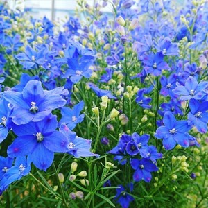 草花蓝色