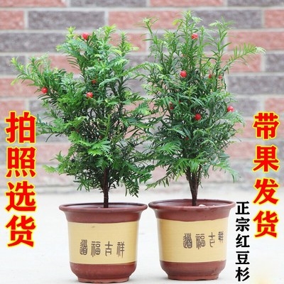红豆沙树苗宗杉树苗果子曼地亚办公室内盆景盆栽发财树大型绿植物