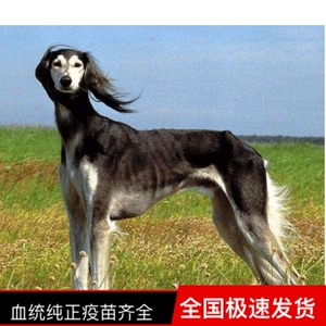 细狗幼犬山东