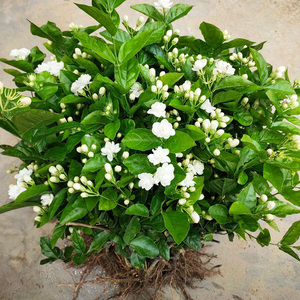 茉莉花盆栽独棵