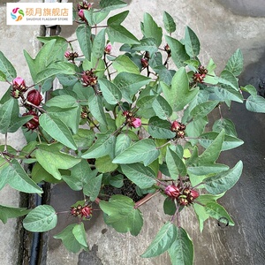 洛神花树苗玫瑰茄苗红桃k盆栽带花苞洛神花苗庭院阳台花卉绿植 带