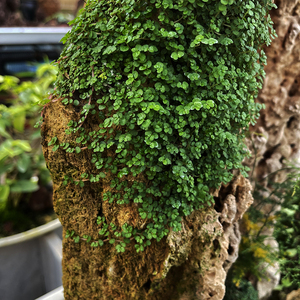 【大叶榕树吸水石盆景】大叶榕树吸水石盆景品牌,价格 - 阿里巴巴