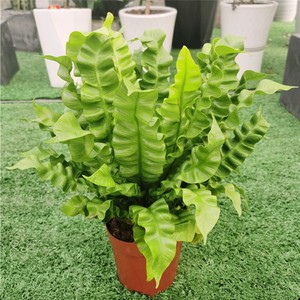 火焰鸟巢蕨盆栽超大室内喜阴植物吸甲醛观叶花卉净化空气机