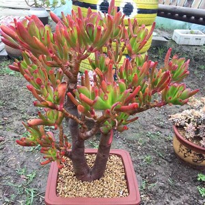 吸财树超大棵老桩多肉植物带盆好养肉肉花卉新招财猫多肉特价