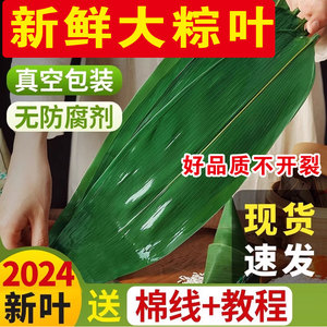 粽叶新鲜粽子叶大号批发商用专用包棕子的叶子芦苇干广西野生棕叶