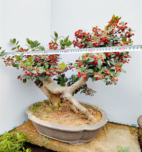 实物大型金玉满堂造型盆景树桩老桩无刺枸骨树桩满堂红植物包