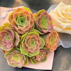 粉耶罗山地玫瑰