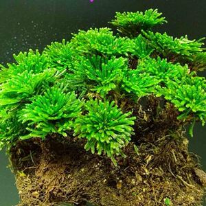 九死还魂草小叶卷柏复活不死草盆景盆栽盆景绿色植物还魂草
