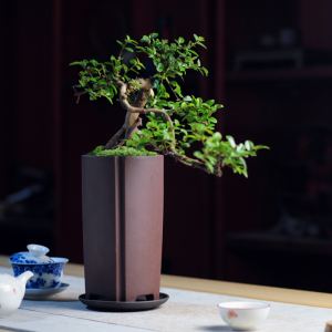 悬崖式雀梅盆房老桩植物客厅书景茶几窗内阳台办公室绿植室台盆.