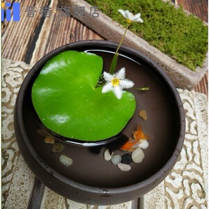 水养花新手水培圆形室内植物莲花大型盆景一叶莲小睡莲水培