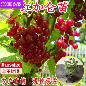果树苗红加仑苗红醋栗苗红灯笼果苗黑加仑树苗树葡萄苗当年结果苗