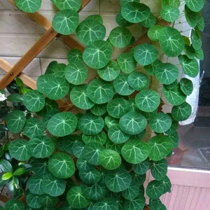 红藤山乌龟植物金不换室内常绿耐阴爬藤植物净化空气奇趣藤蔓绿植