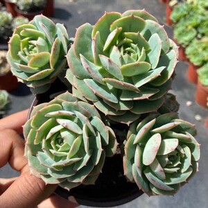 叶小琪多肉馆克罗地亚多肉植物新手15号绿植花卉阳台室外绿植大