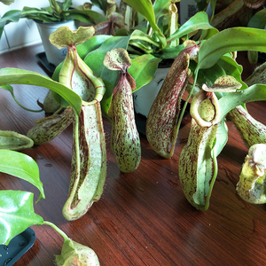 猪笼草盆栽食人花食虫植物吃苍蝇蚊子蟑螂室内绿植戴瑞安娜超大