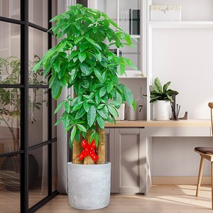 大叶发财树招财