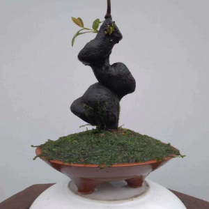 金了弹金弹子练手桩 老桩盆景 黑塔子瓶兰花盆栽 公桩母绿植阳