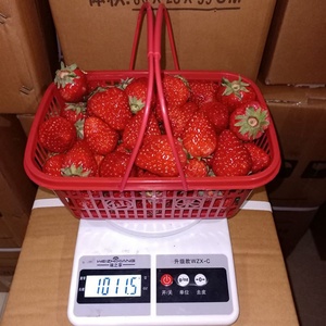 草莓篮子2斤装摘装草莓的小篮子塑料3-5水果筐塑料框子蓝子收纳长
