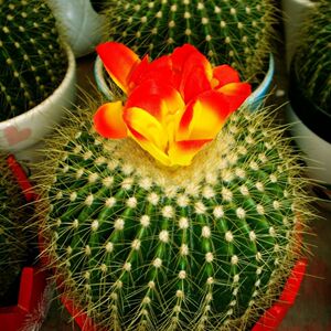 超大金虎金琥仙人球盆栽开花 卧室防辐射办公室内花卉谜底盆栽