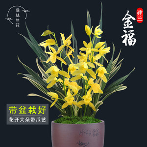 建兰四季兰花苗 金福 夏带花苞出售花卉办公室内盆栽绿植物包邮