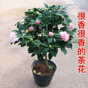 香妃茶花盆栽花苗带花苞树苗浓香型花卉冬季耐寒四季茶花开花不断