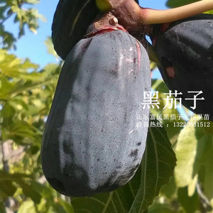 黑茄子无花果树苗紫果特大无花果苗糖心流蜜盆栽地栽南方北方种植